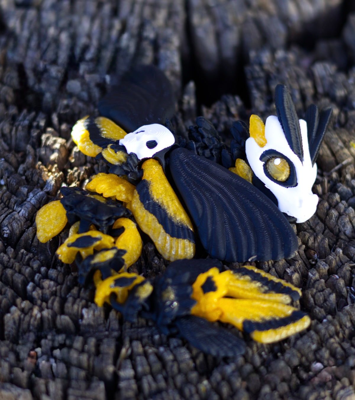 Death’s head moth dragon- baby